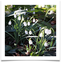 AT D. Sunday - Admiring the snowdrops - Anne Tidswell